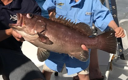 Snowy grouper (Hyporthodus niphobles) — Serranidae