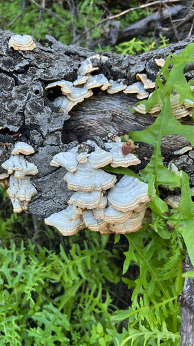 iNaturalist observation photo of hairy curtain crust