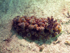 Dendrodoris krusensternii