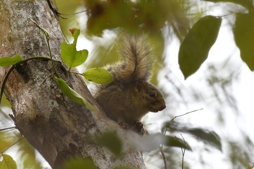 Kintampo Rope Squirrel