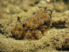 Dendrodoris krusensternii