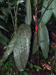 Bactris hondurensis