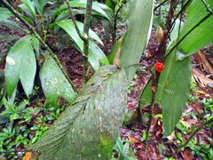 Image of Bactris hondurensis