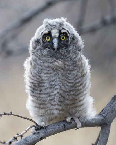 Long-eared Owl