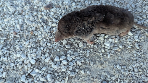 Northern Short-tailed Shrew observed by naturalnebraskan