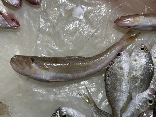 Snakefish (Synodus myops) — Synodontidae — 3