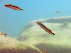 Trachinops taeniatus