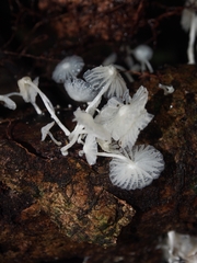 Marasmiellus volvatus