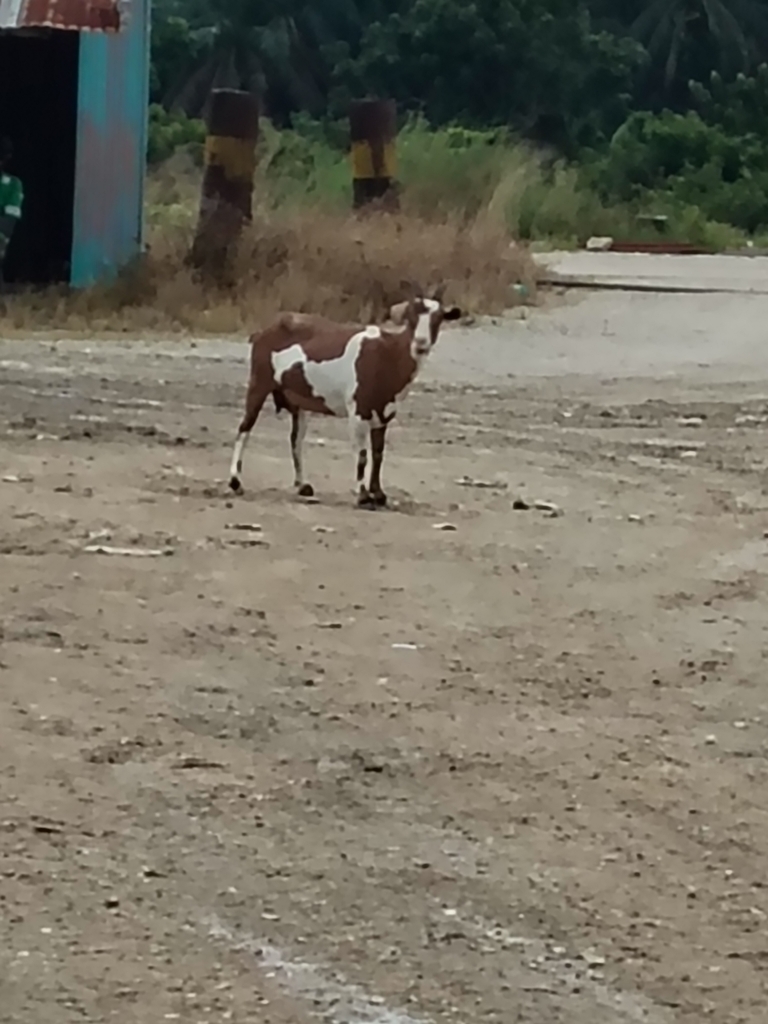 Domestic Goat (Capra hircus)