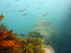 Trachinops taeniatus