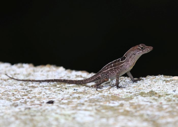 Peninsula Anole