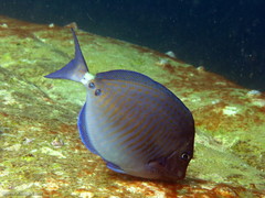 Prionurus maculatus