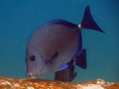 Prionurus maculatus
