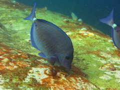 Prionurus maculatus