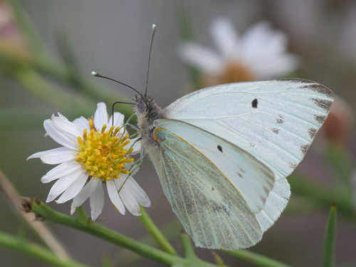 Howarth's White