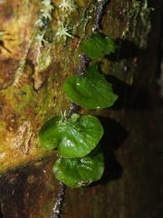 Trichomanes godmanii