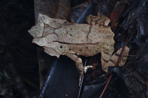 Megophrys montana