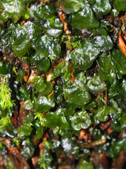 Trichomanes godmanii