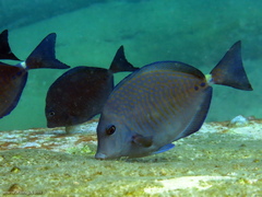 Prionurus maculatus
