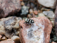 Pellenes geniculatus