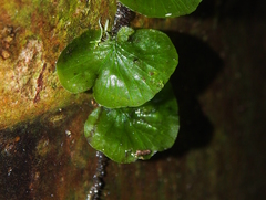 Trichomanes godmanii