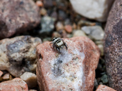 Pellenes geniculatus