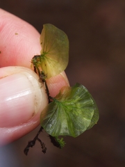 Trichomanes godmanii