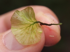 Trichomanes godmanii