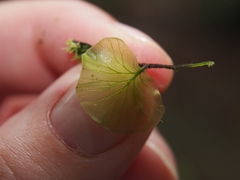 Trichomanes godmanii