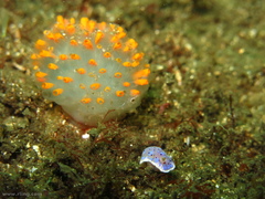 Polycitor giganteus
