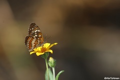 Chlosyne theona brocki