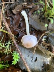 Inocybe pudica