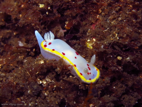 Goniobranchus hunterae (Rudman, 1983)