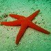 Many-spotted Sea Star - Photo (c) Richard Ling, some rights reserved (CC BY-NC-ND)