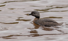 Hoary-Headed Grebe photo 5