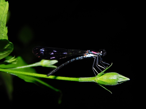 Heliocypha fenestrata