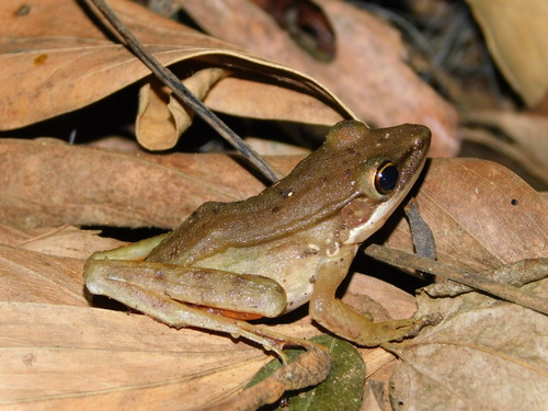 Chalcorana chalconota