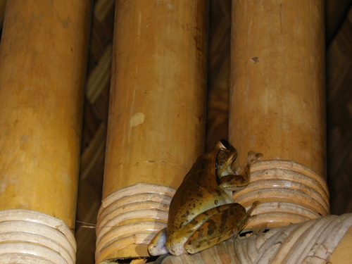 Polypedates leucomystax