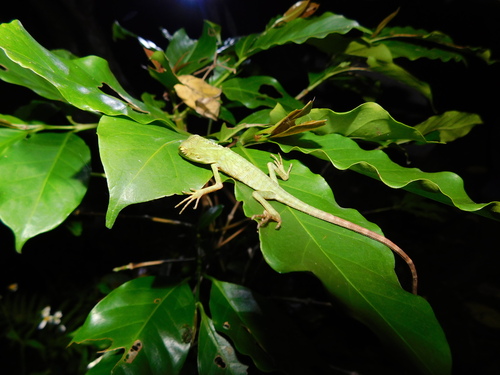 Bronchocela jubata