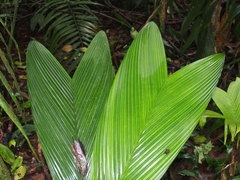 Geonoma cuneata