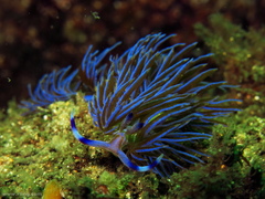 Pteraeolidia ianthina