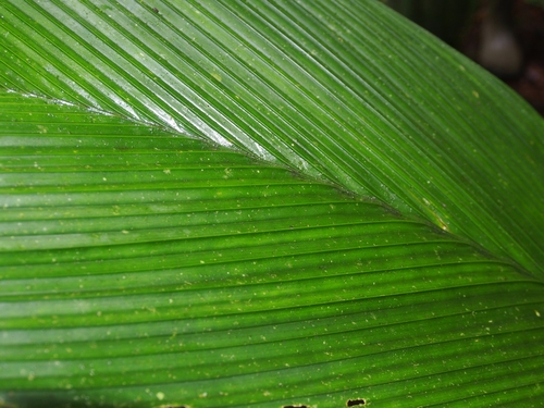 Geonoma cuneata, photograph 5