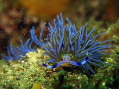 Pteraeolidia ianthina