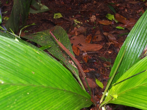 Geonoma cuneata, photograph 6