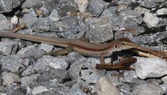 Pholidoscelis auberi