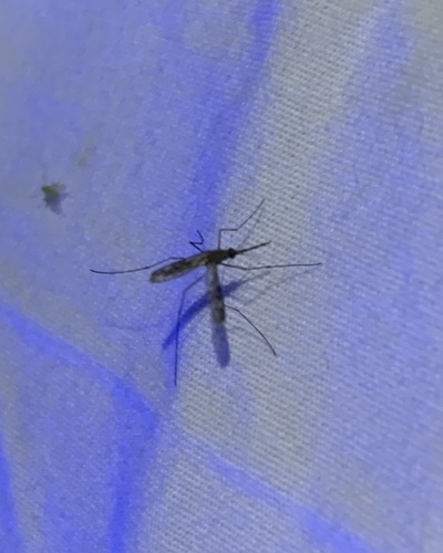 Unknown species found near Hidalgo County, TX, USA