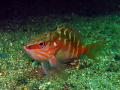 Hypoplectrodes maccullochi