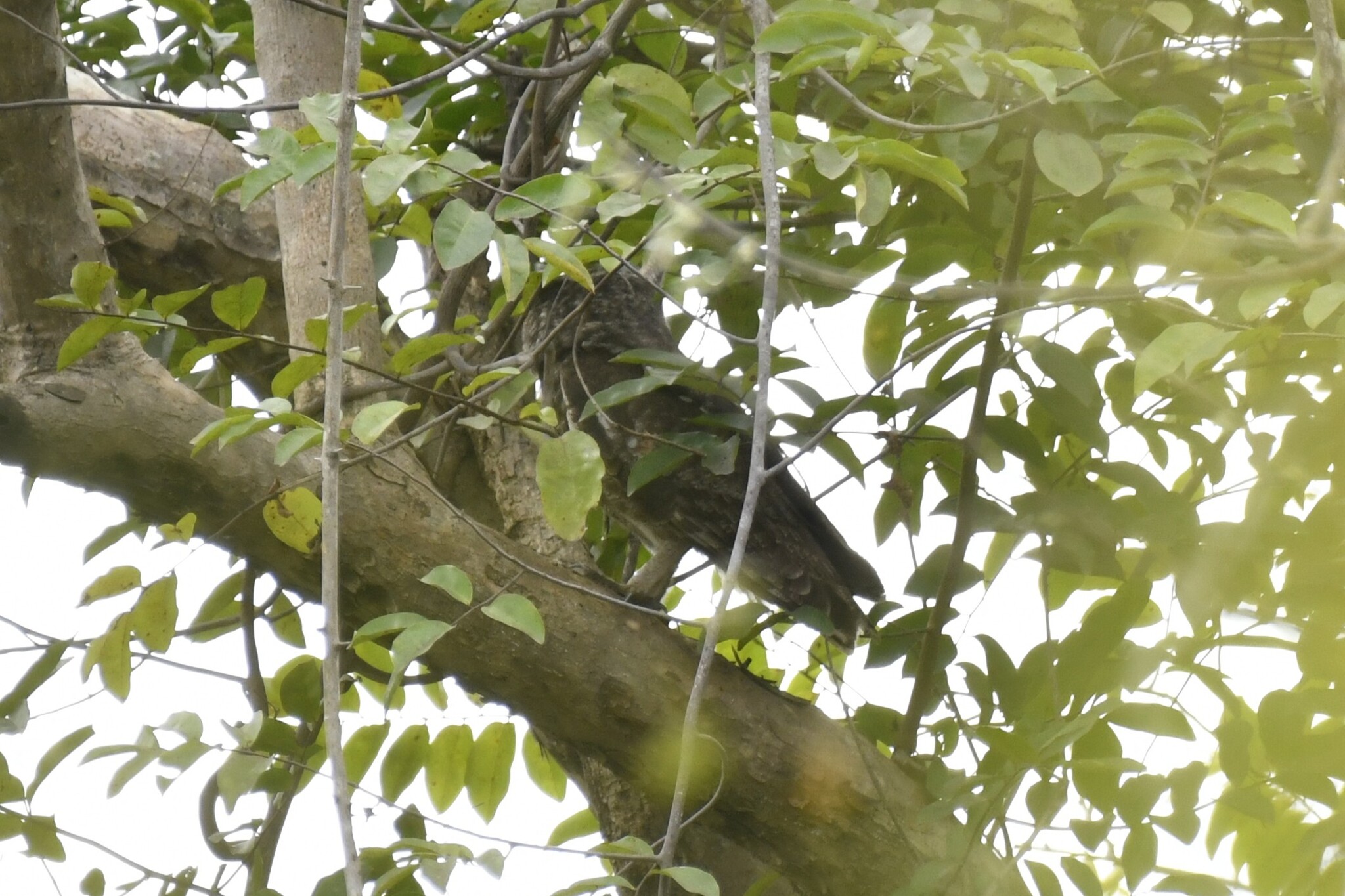 Greyish Eagle-Owl (Bubo cinerascens), photo 4