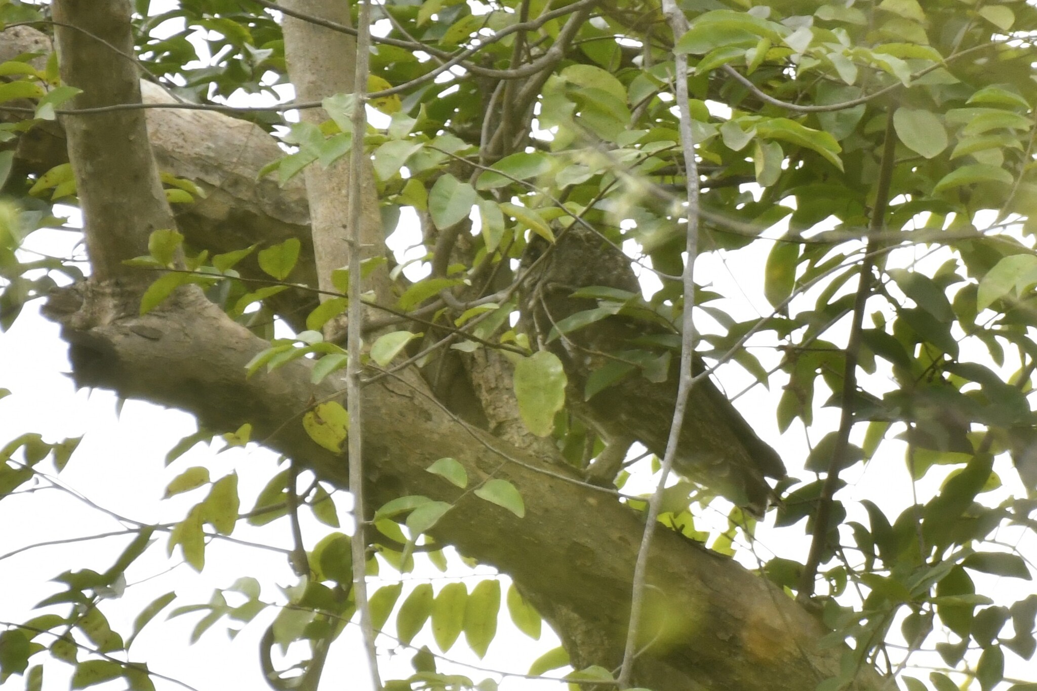 Greyish Eagle-Owl (Bubo cinerascens), photo 5