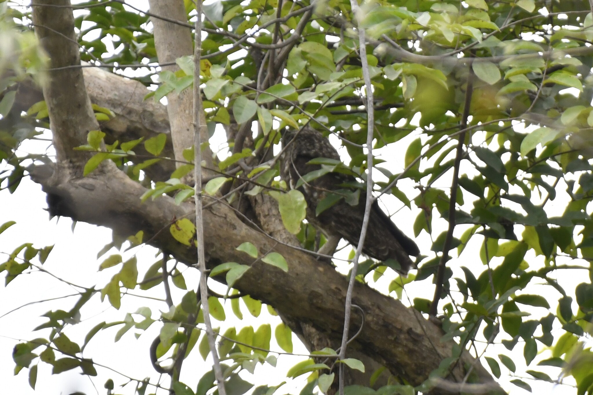 Greyish Eagle-Owl (Bubo cinerascens), photo 6